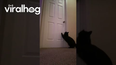 The Things Cats Do When We're Not Looking || ViralHog