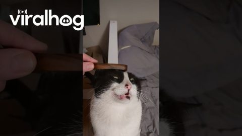 My Cat's Soul Leaves His Body When I Brush Him || ViralHog