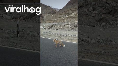 Rare Red Fox Spotted Near Pangong Tso, India || ViralHog