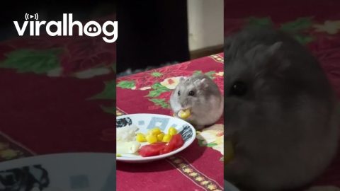 Hamster Having Dinner With His Human Family || ViralHog
