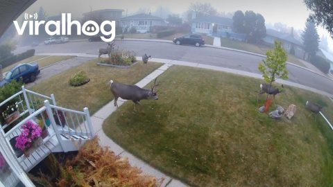 Residential Bucks Attempt To Attract Does || ViralHog
