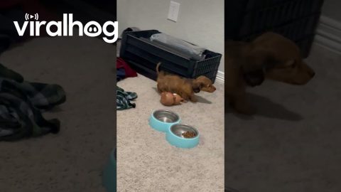 Puppy and Cat Playing Together || ViralHog