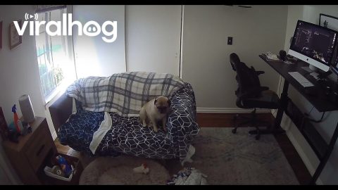 Frenchie Launching Through Window || ViralHog