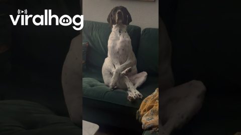 Dog Wants to Know Where You've Been All Night || ViralHog