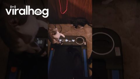 Curious Cat Tries the Treadmill || ViralHog