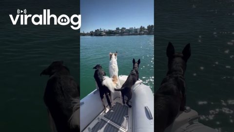 Dogs and Dolphins || ViralHog