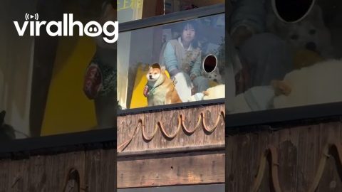 This Shiba Inu Has Major 'I Hate Mondays' Energy || ViralHog
