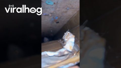 Possum in the AC Vent || ViralHog