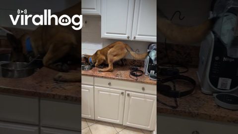 Dog Grabs a Knife From the Sink || ViralHog