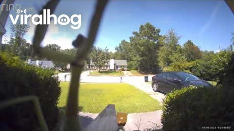 Mantis Dances on Doorbell Camera || ViralHog