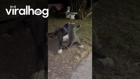 Rescued Raccoon Loves to Annoy His Big Brother || ViralHog
