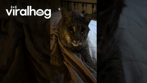 Bobcat Isn't in the Mood for Chores || ViralHog