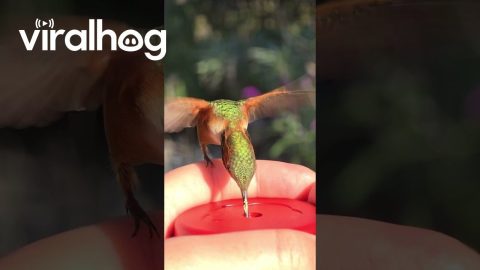 Hummingbird Hand-Feeding in Slow Motion Video || ViralHog