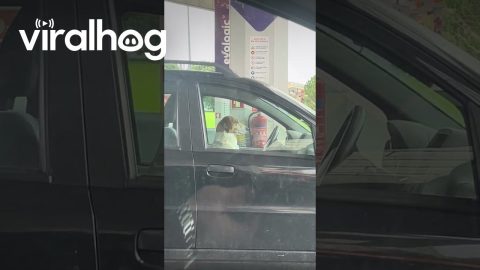 Dog in the Driver's Seat || ViralHog