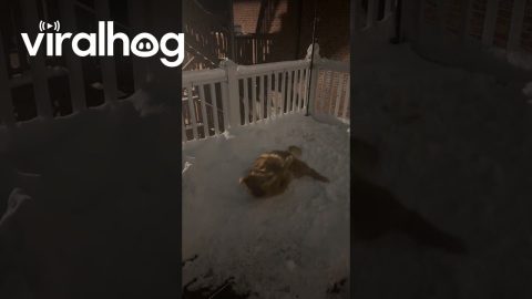 Golden Retriever Making Snow Angels || ViralHog