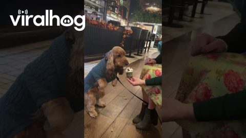 Cocker Spaniel Eats Pup Cup Like Dinosaur || ViralHog