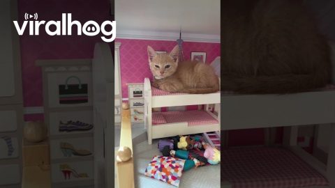 Kitten In The Dollhouse Bed || ViralHog