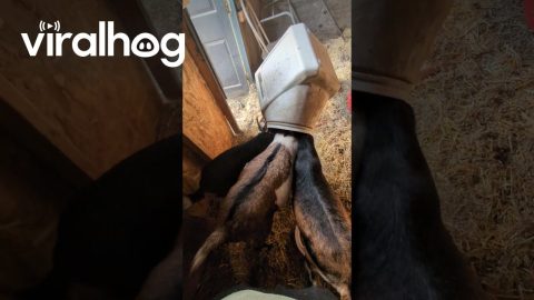 Stuck Goats Form Reverse Cerberus || ViralHog