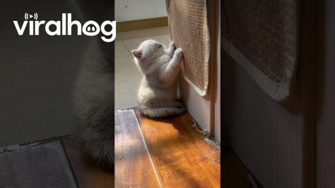 Sleepy but Stubborn Kitten || ViralHog