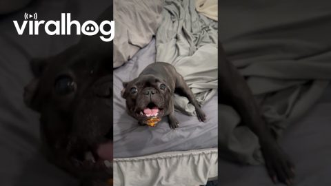 Frenchie Puppy Gets Into a Bag of Cheetos || ViralHog