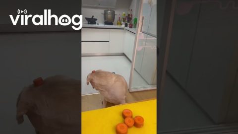 My Dog Can't Find His Carrot || ViralHog