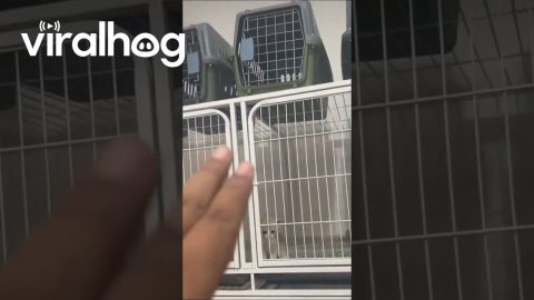 Escaped Kitten Caught Collaborating With Comrades || ViralHog