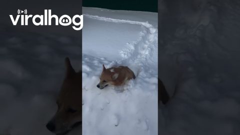 Corgi Snowpiercer || ViralHog