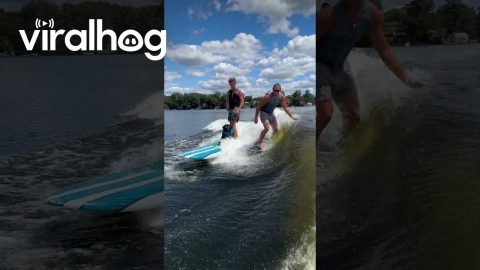 Professional Wake Surfer Pup || ViralHog
