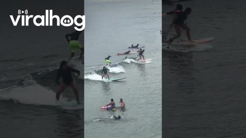 Dog Living His Best Life At Ipanema Beach || ViralHog