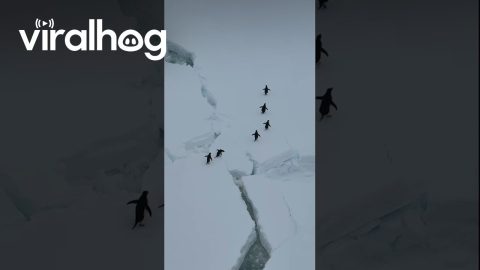 Adélie Penguins Cross Sea Ice in Argentina || ViralHog