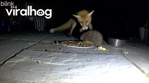 Fox Moves Hedgehog Out of the Way for a Drumstick || ViralHog