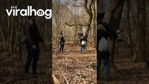 Woman Falls From Tree Swing || ViralHog