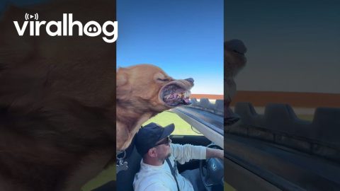 Dog Sticks Head Out the Sunroof || ViralHog