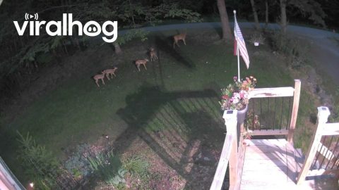 Deer Mother With Quadruplets || ViralHog