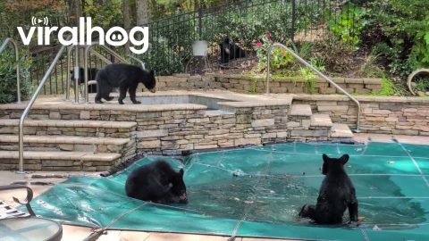 Bear Cub Pool Party || ViralHog