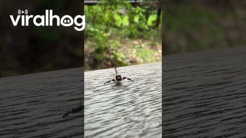 Tiny Dancing Spider || ViralHog
