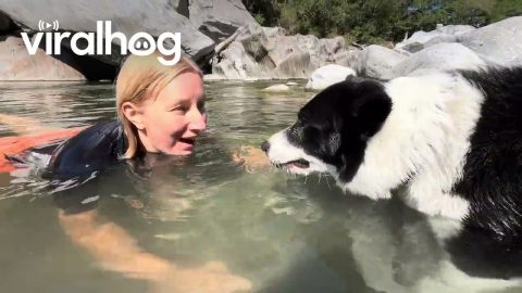 Border Collie Making Bubbles With His Owner || ViralHog