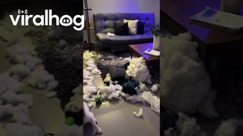 Dog Frozen After Suspicious Cushion Explosion || ViralHog