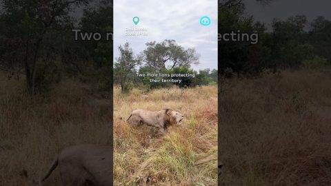 Two Angry Male Lions Patrol Their Territory || ViralHog Shorts