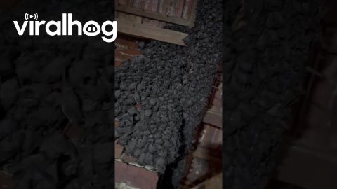 Hundreds Of Bats Found In Photography Studio Ceiling || ViralHog