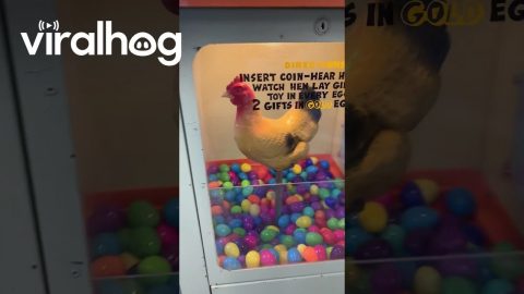 Vintage Coin-Op Chicken Egg Prize Machine || ViralHog