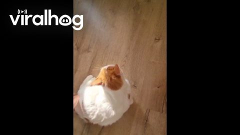 Cat Purrs While Owner Spins Him || ViralHog