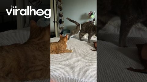 Cat Calmly Walks Out Of Bag || ViralHog
