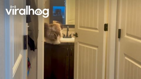 Cat Loves His Dad || ViralHog