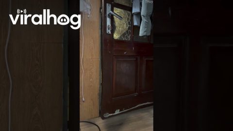 Clever Cat Opens Door || ViralHog