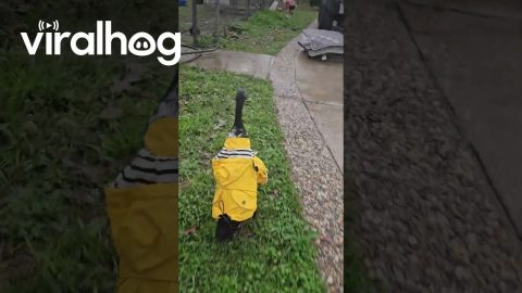 Getting Caught in the Rain || ViralHog