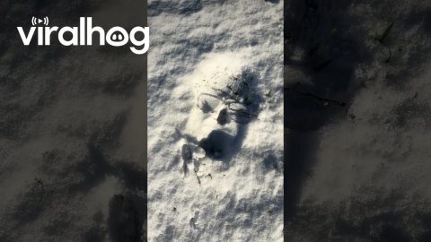 Someone Fell Over In The Snow || ViralHog