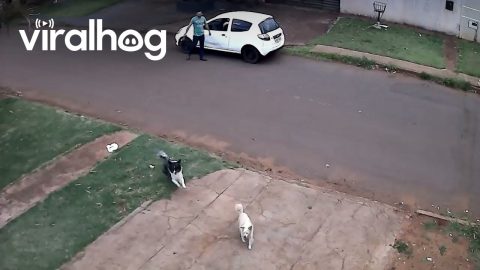 Delivery Man Makes a Great Escape || ViralHog