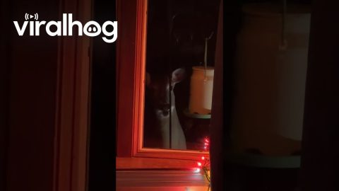 Deer Caught Stealing From Bird Feeder || ViralHog
