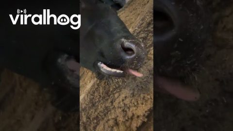 Deeply Sleeping Cow || ViralHog